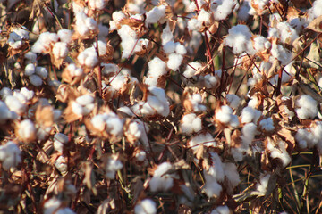 Cotton Ready For Harvest