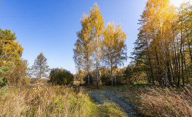Fototapeta premium Field of trees with a clear blue sky in the background