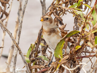A Snow Bunting perched low in scrubby vegetation