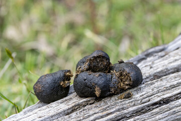 Common Wombat scat placed on log