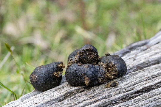 Common Wombat scat placed on log