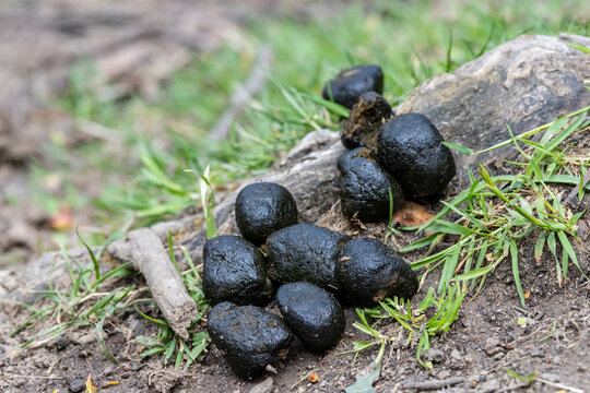 Common Wombat scat placed on rock