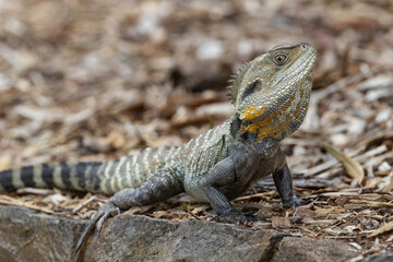 Male Australian Gippsland Water Dragon basking on rock