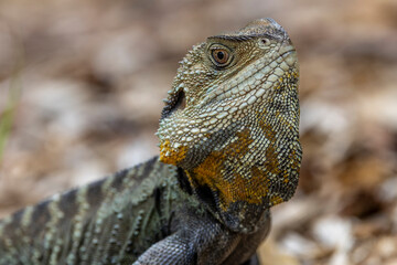 Male Australian Gippsland Water Dragon basking on rock