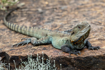 Male Australian Gippsland Water Dragon basking on rock