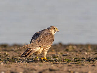 An immature Peregrine Falcon feeding on prey on a beach in bright early sunlight