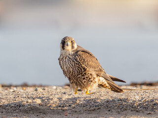 An immature Peregrine Falcon resting on a sandy beach in bright early morning sunlight and looking directly at the camera