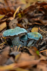 Earthy Blue Mushrooms: Striking Teal-Colored Fungi Emerging from a Bed of Brown Autumn Leaves in the Damp Vuren Woods, Gelderland, Early November.