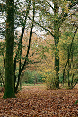 Autumn Forest Floor: A Thick Carpet of Fallen Leaves Leading into a Dense Mix of Green and Yellow Deciduous Trees in the Tranquil Woods near Vuren, Gelderland, Early November.