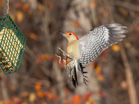 A male Red-bellied Woodpecker in flight and preparing to land on a suet block bird feeder