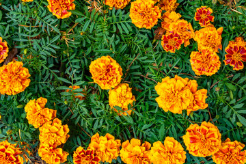Vibrant Orange Marigold Flowers in Bloom