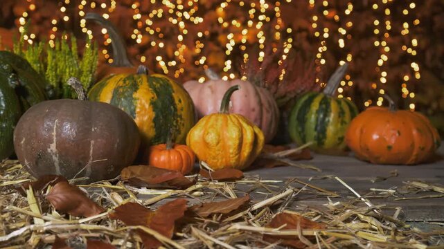 Thanksgiving &ndash; Decorative Pumpkins on Weathered Wooden Surface with Festive Bokeh Lights