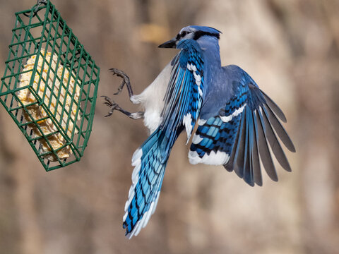 A close up of a Blue Jay just about to land on a suet block bird feeder