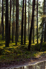 Sunlight Filtering Through Tall Trees in a Serene Forest