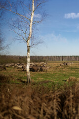 Wild Horses Grazing in a Meadow under Clear Blue Sky