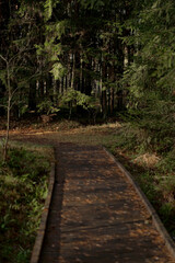 Wooden Path Through Green Forest in the Fall