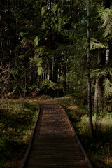 Wooden Path Through Green Forest in the Fall