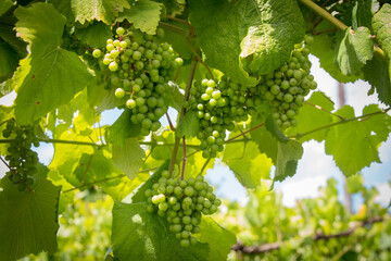 Detalhe de uvas em estado de maturação, produção vinhos verdes.