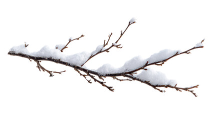 dead tree branches covered with snow in winter isolated on white or transparent png