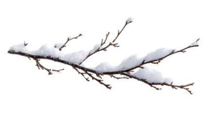 dead tree branches covered with snow in winter isolated on white or transparent png