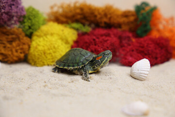 a red-eared turtle on the sand