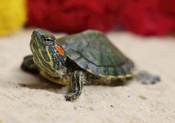 a red-eared turtle on the sand