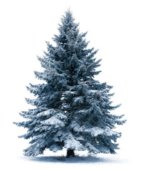 dark blue christmas fir tree covered with snow isolated on white or transparent png