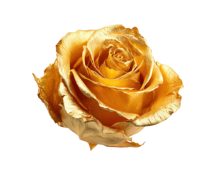 single golden rose bud isolated on white or transparent png