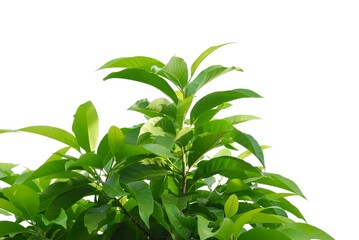 A tropical tree with leaves branches on white isolated background for green foliage backdrop 