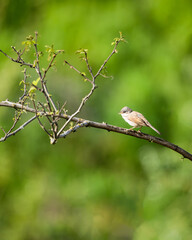 Fototapeta premium Ein kleiner Vogel sitzt auf einem Zweig und singt inmitten eines grünen, sonnigen Hintergrunds. Die Aufnahme vermittelt Leichtigkeit und Naturverbundenheit.