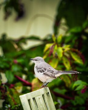 Ein grauer Singvogel sitzt aufmerksam auf einer hellen Holzlehne vor einem farbenfrohen, unscharfen Gartenhintergrund. Die Szene wirkt ruhig und nat&uuml;rlich.