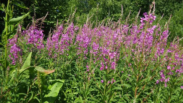 Fireweed Chamerion angustifolium is a perennial herb in the Onagraceae Evening Primrose family. Meadow field. A Blow of Wind. Orzega, Karelia. Taiga Nature. Pink blooming Sally, fireweed or Ivan tea