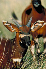 Portrait of a Bongo, an antelope from sub-Saharan Africa