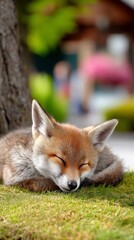 Fototapeta premium Cute red fox sleeping peacefully on green moss under a tree in the garden