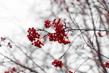 rowan berries on a tree