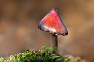 Close up of small red mushroom like a hat deep in the forest with tree moss near it. Copy space. Blurred background.