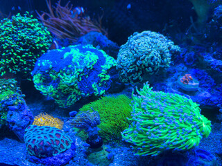 Vibrant underwater coral aquarium with diverse colorful marine life