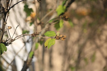 buds on a branch