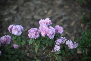 pink and purple flowers