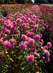 Field Full of Dahlias