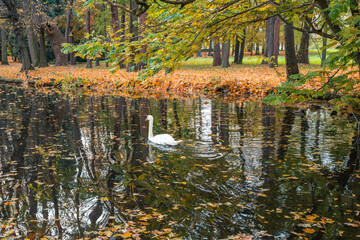 A lone swan gliding peacefully across a tranquil pond, surrounded by the vibrant colors of autumn leaves and reflected trees.