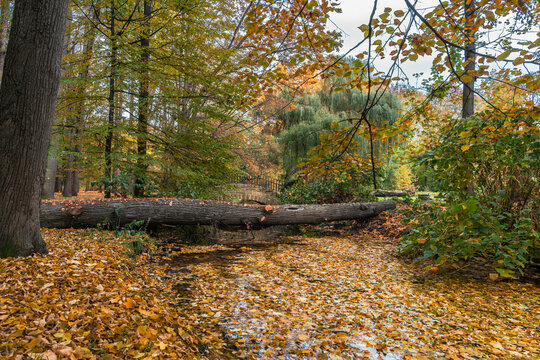 Autumn scene of leaves floating on the stream with trees around it, a fallen log in the middle and a bridge far off in the background