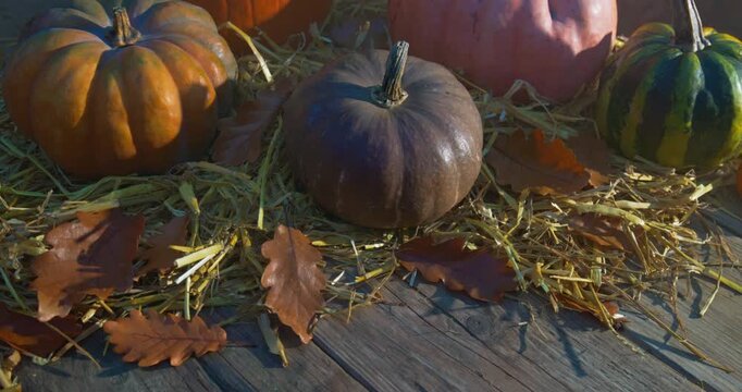Thanksgiving &ndash; Assorted Pumpkins on Weathered Wooden Boards in Sunset Light (Handheld Shot)