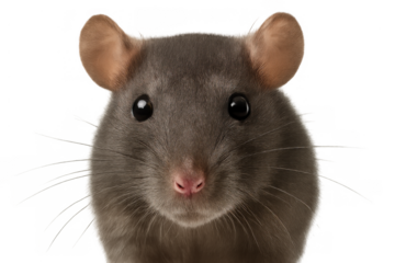 Close up portrait of a curious little rat, a small rodent pet or pest, with a transparent background