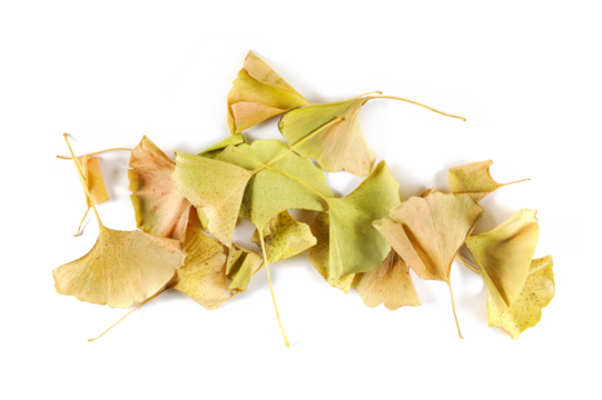 Ginkgo biloba dried yellow leaves pile isolated on white, top view	 - Powered by Adobe