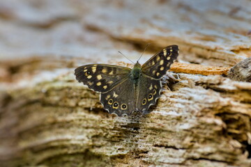 furry sand eye butterfly close up