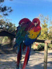 blue and yellow macaw