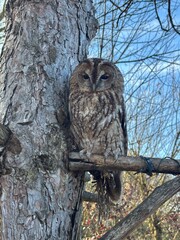 great horned owl in winter