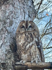 great horned owl in winter