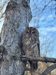 great horned owl in winter